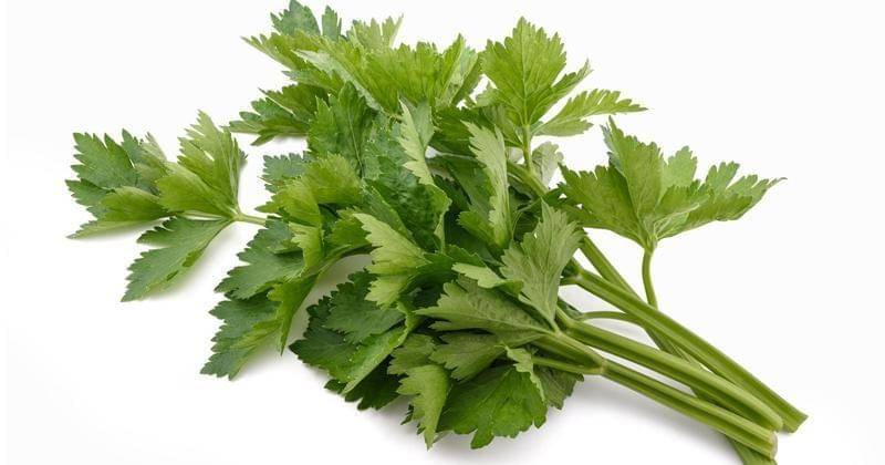 aerospringgardens.com